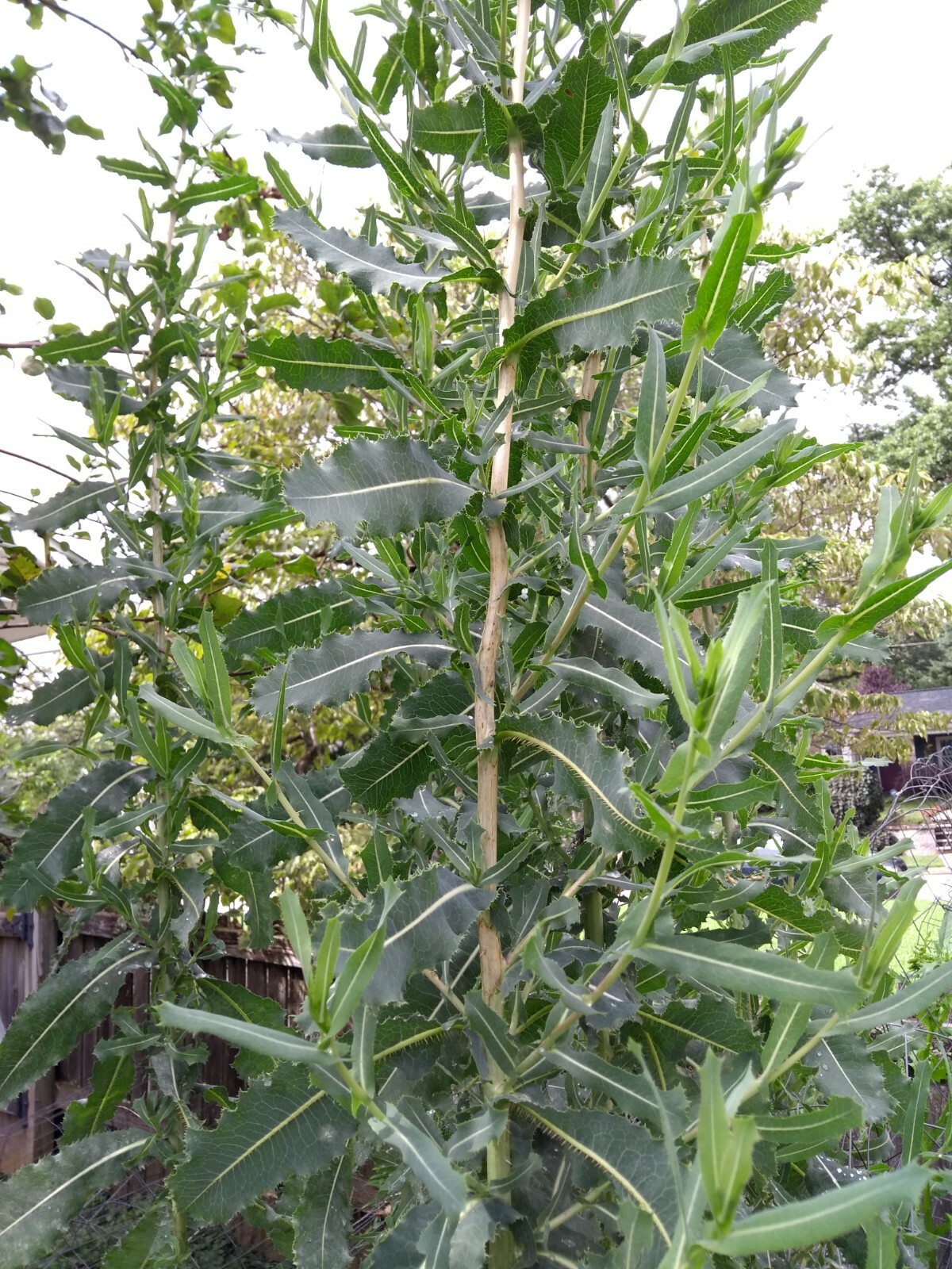 Wild Opium Lettuce Lactuca Virosa 25 Seeds Organic Methods Garden NON GMO MD USA