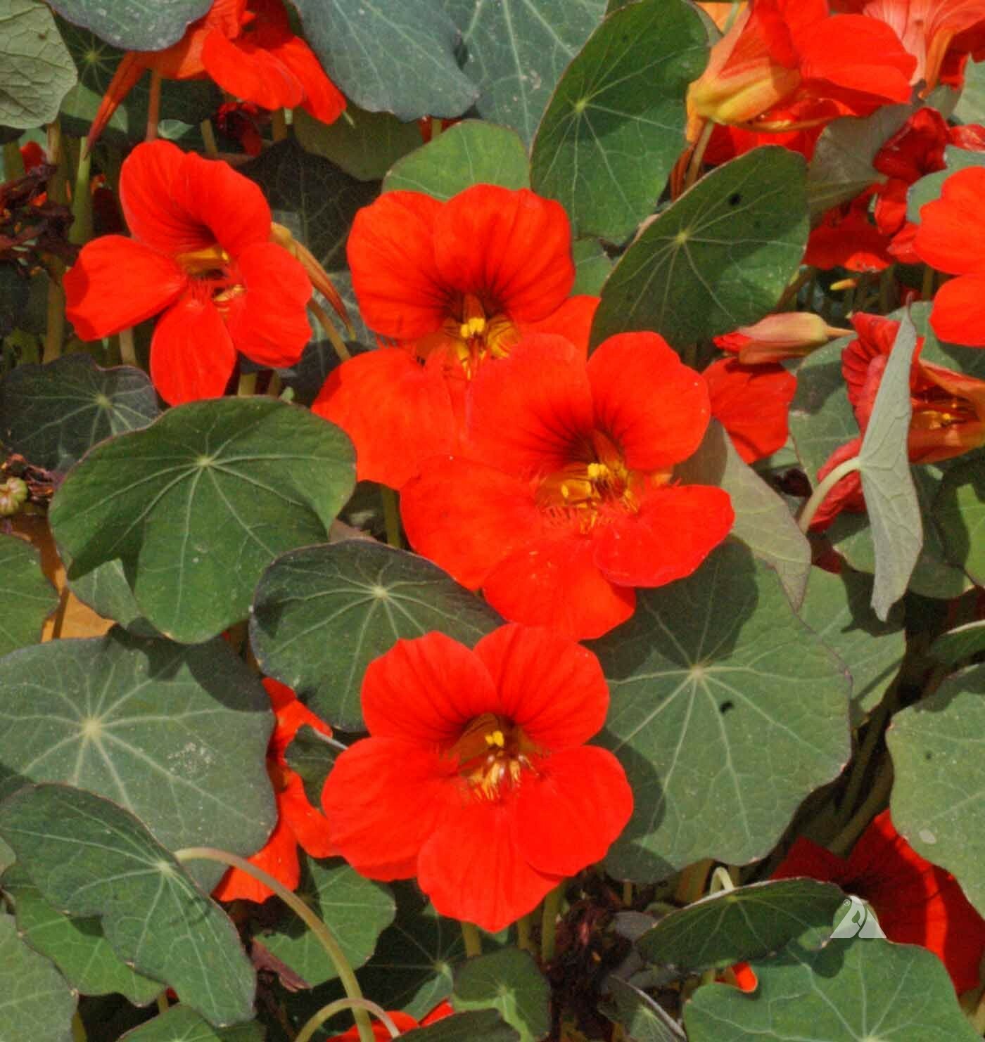 Nasturtium Seeds Empress Of India 30 Ct Flower FREE SHIPPING ANNUAL WILDFLOWER