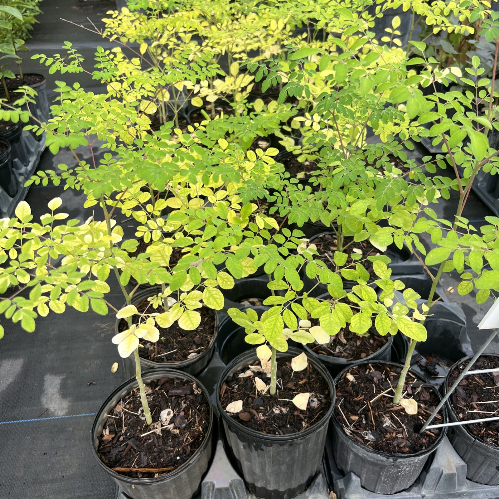 Moringa – 1gal -1-2 feet – NO SHIP CA