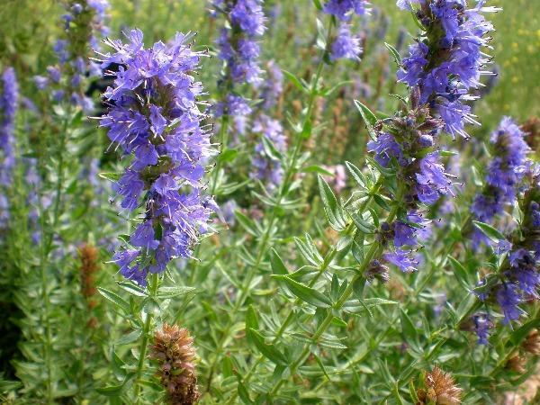 Hyssopus officinalis | Hyssop | 200 Seeds