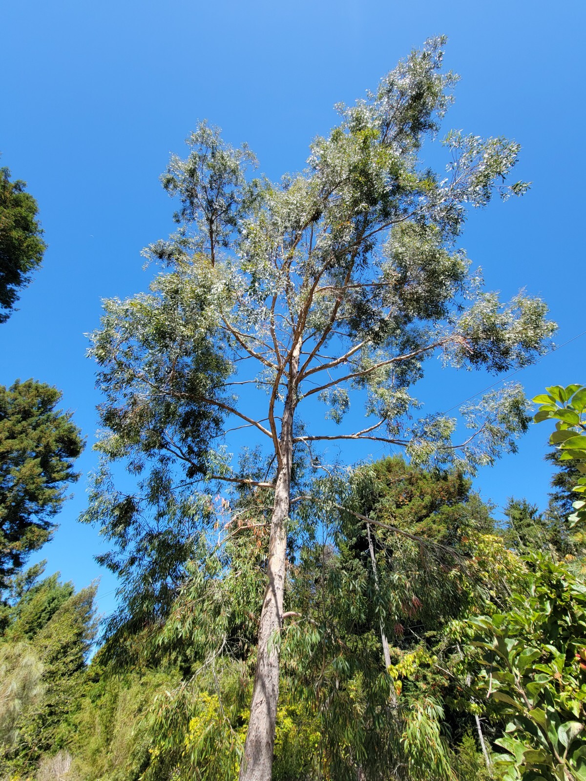 Eucalyptus rodwayii Seeds – ‘Swamp Peppermint’ – Rare Australian Tree Seeds