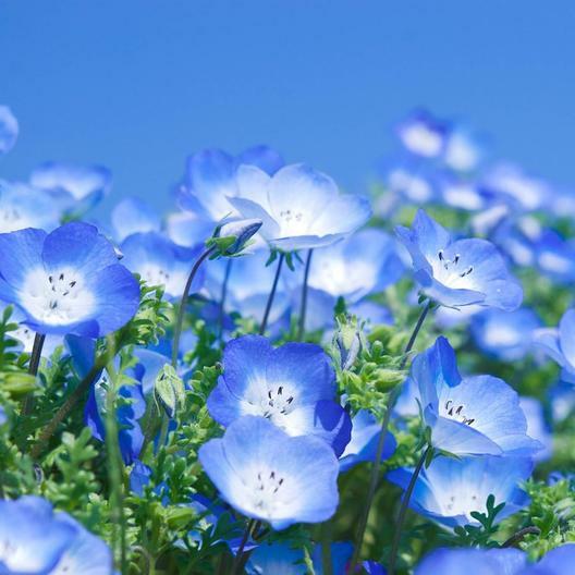 Wildflower Mix PATRIOTIC GARDEN Wildflower Mix Red White Blue USA 1000 Seeds!