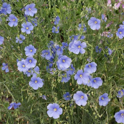 Wildflower Mix PATRIOTIC GARDEN Wildflower Mix Red White Blue USA 1000 Seeds!