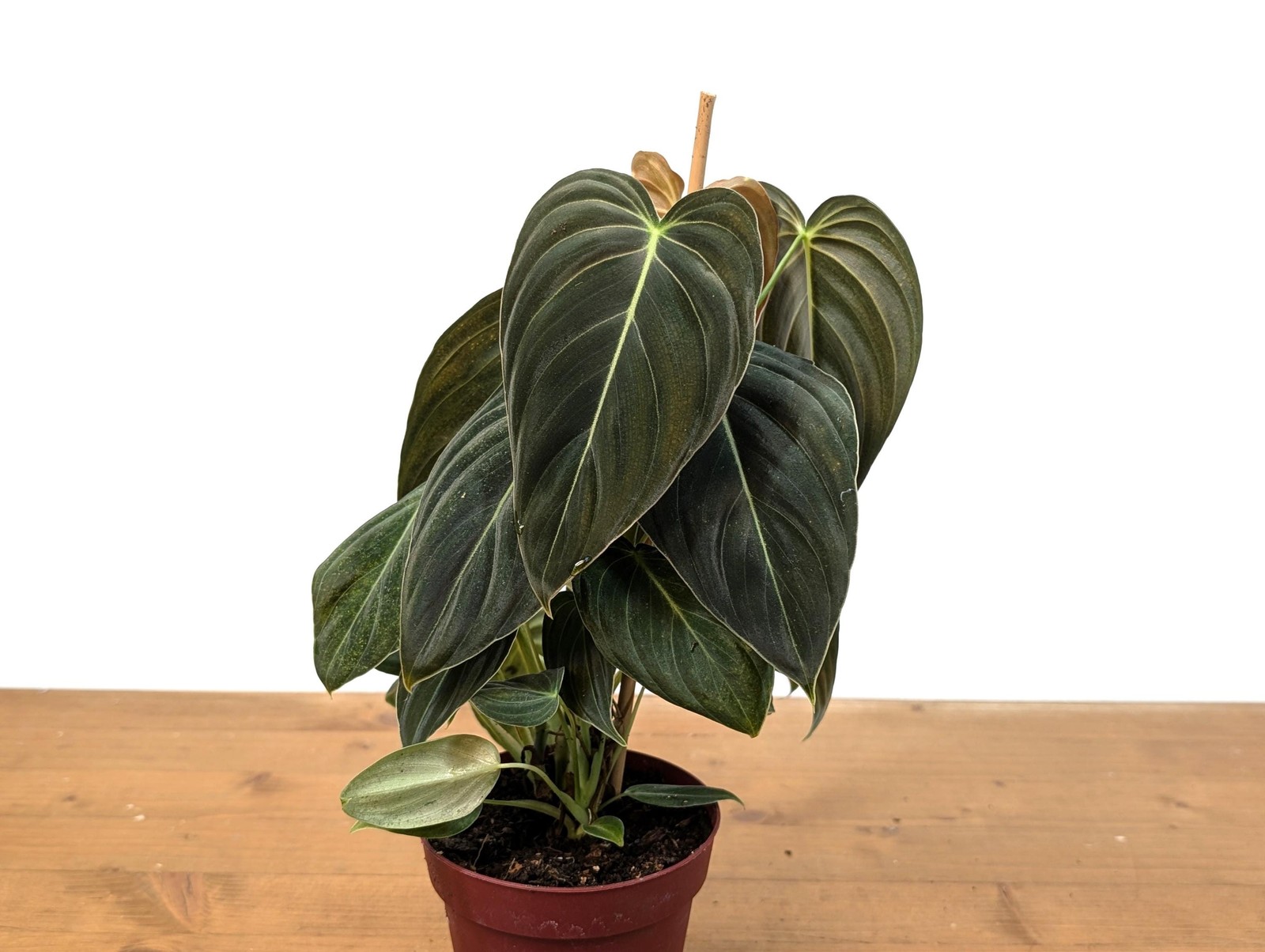FULL & LARGE Philodendron Melanochrysum 2+ Plants per Pot – 4 Inch Pot