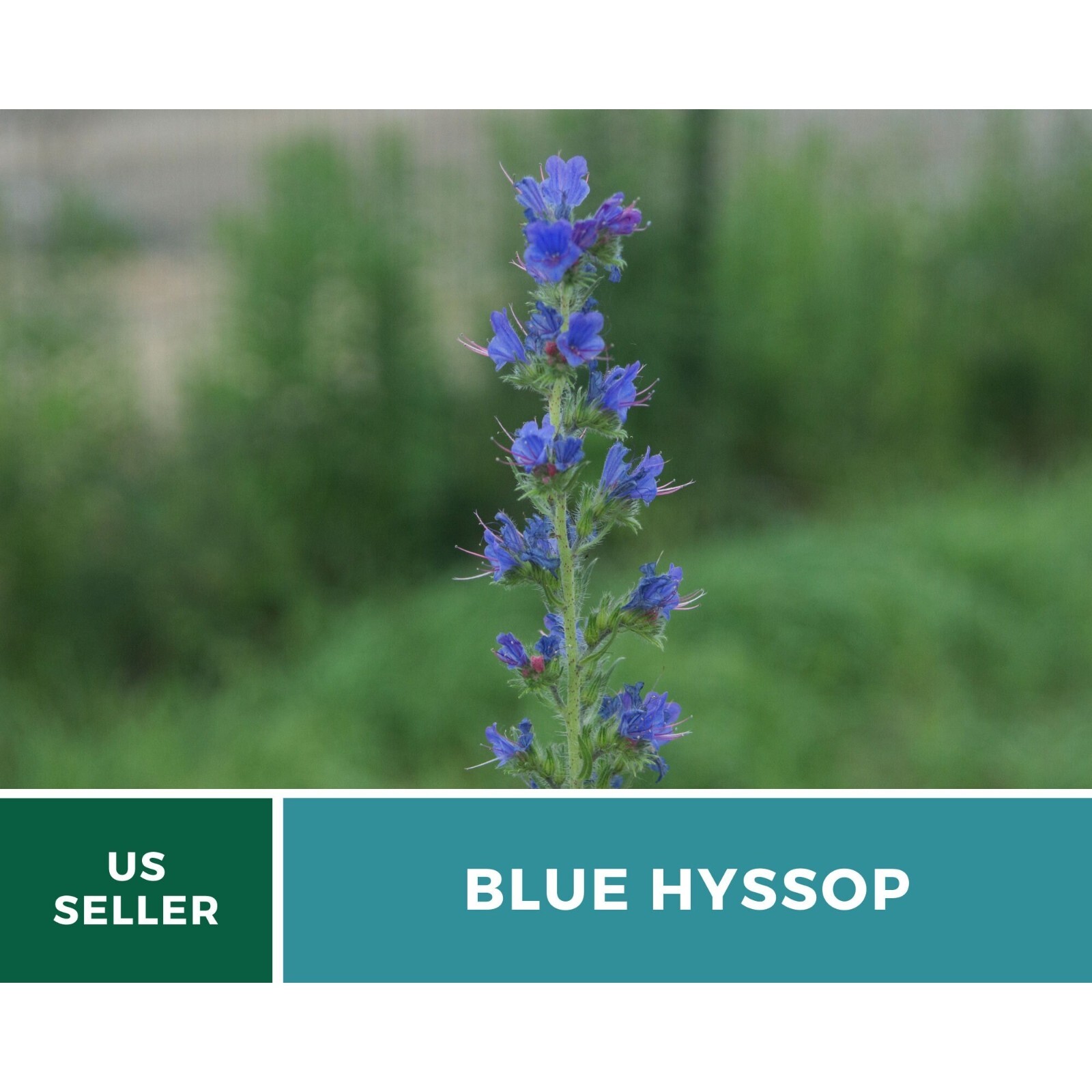 Hyssop, Blue – 200 Seeds – Heirloom Flower – Culinary & Medicinal Herb (Hyssopus