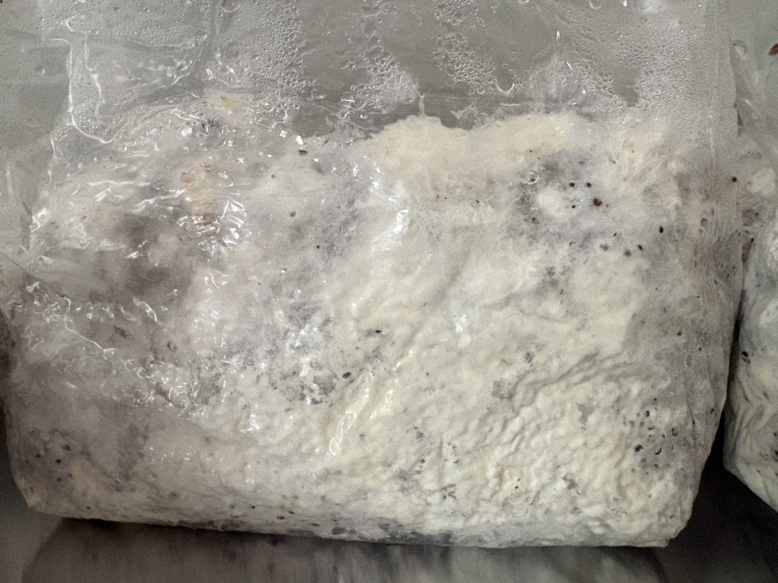 3 + lbs Premium Blue Oyster Mushroom Grain Spawn