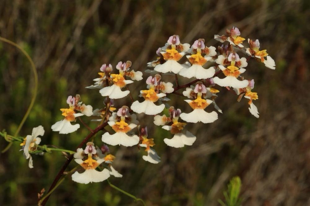 Tolumnia bahamensis NBS Pink White Yellow Native Florida Orchid Species 2” Pot