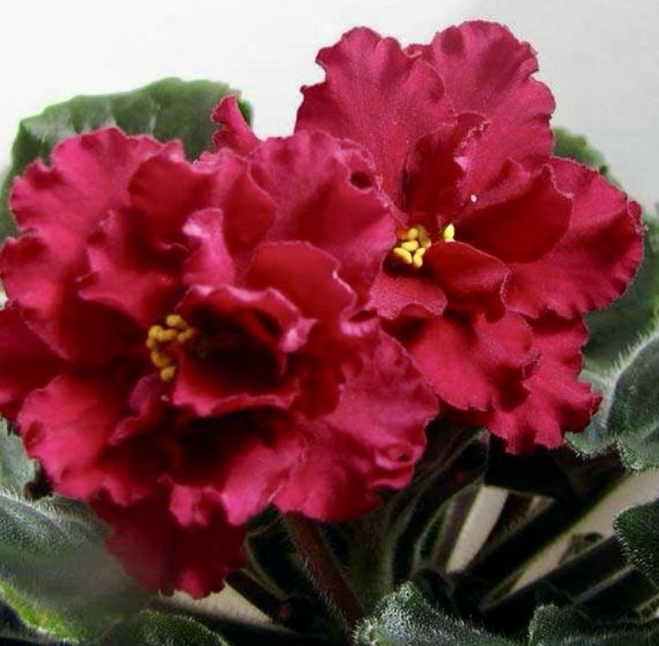 African Violet Plant LE Fire Flower Starter