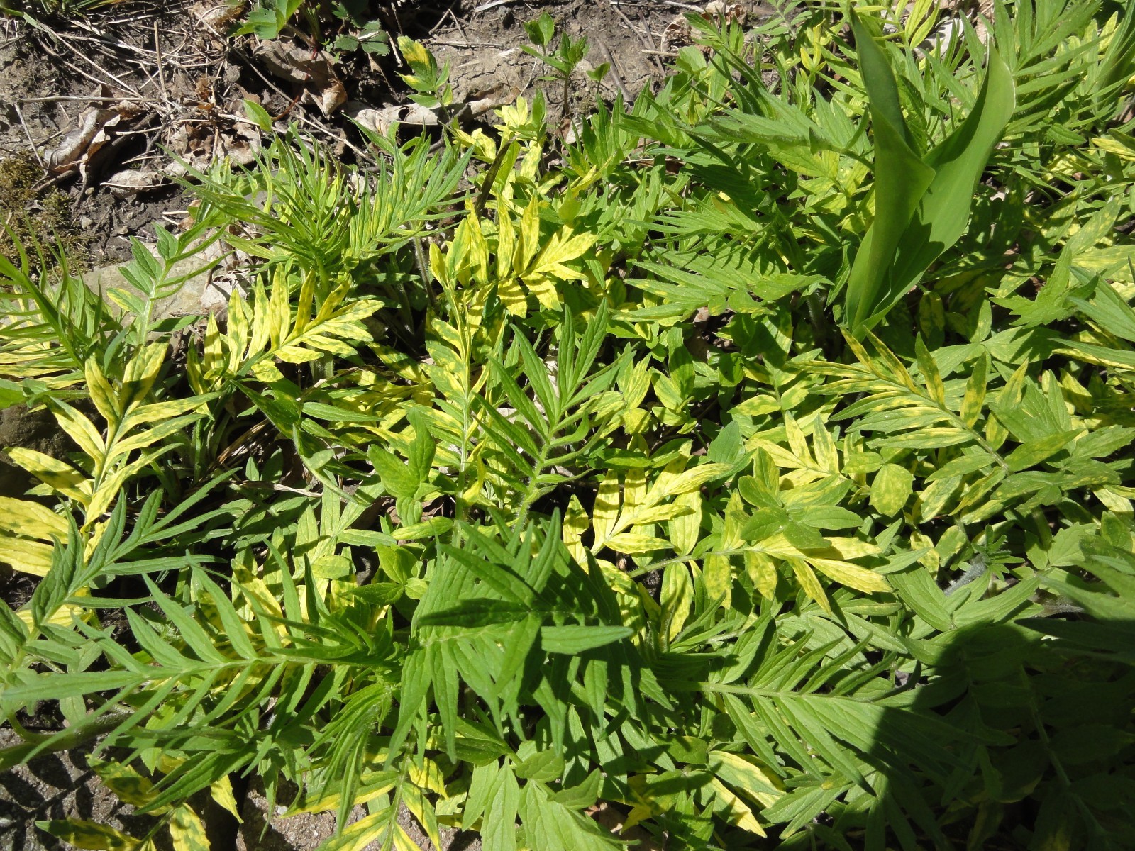 300 Valeriana Officinalis Seeds – Valerian Medicinal Plant – Heliotrope