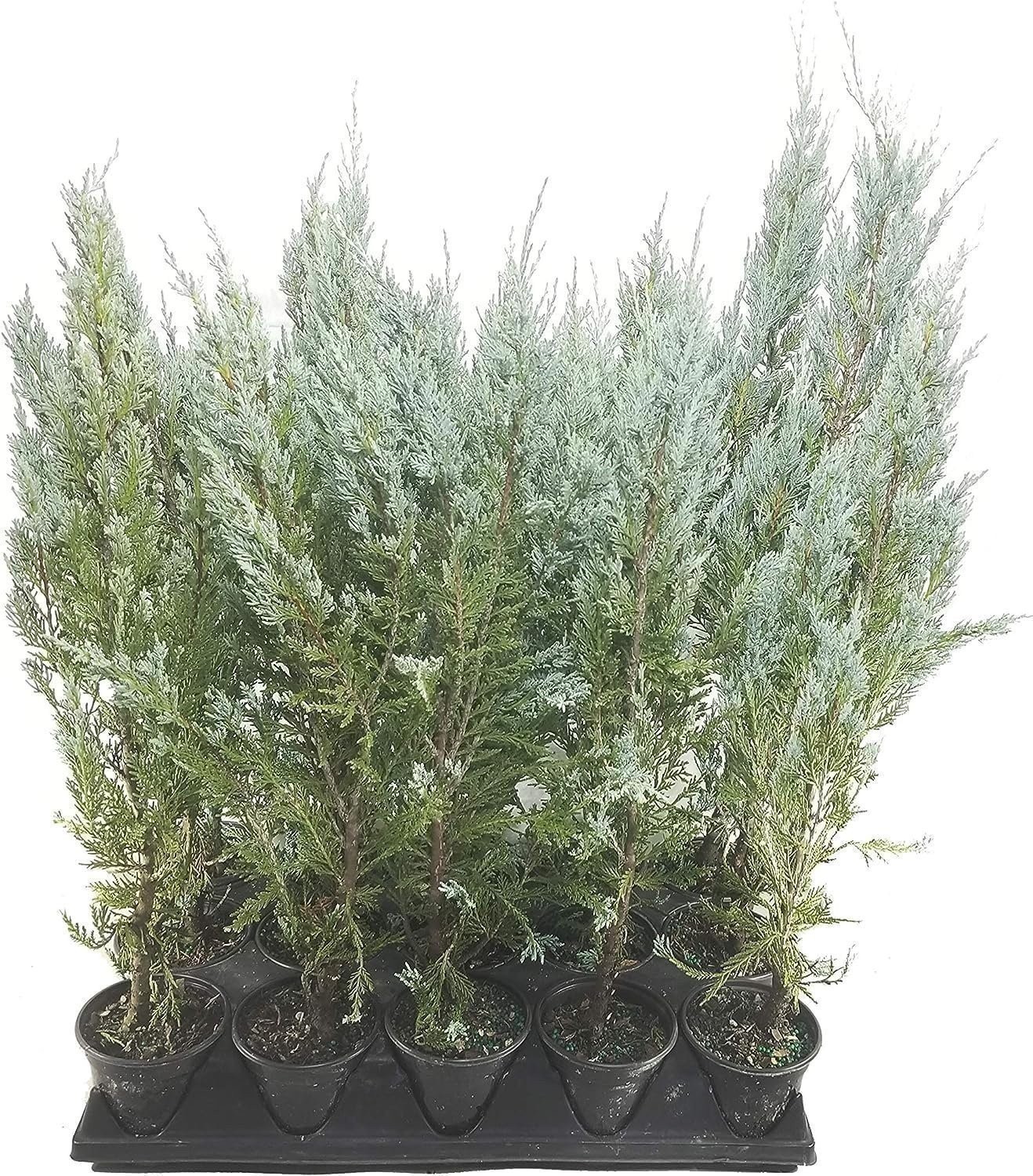 Juniper Moonglow | 4 Inch | Juniperus scopulorum | Groundcover | Erosion Control