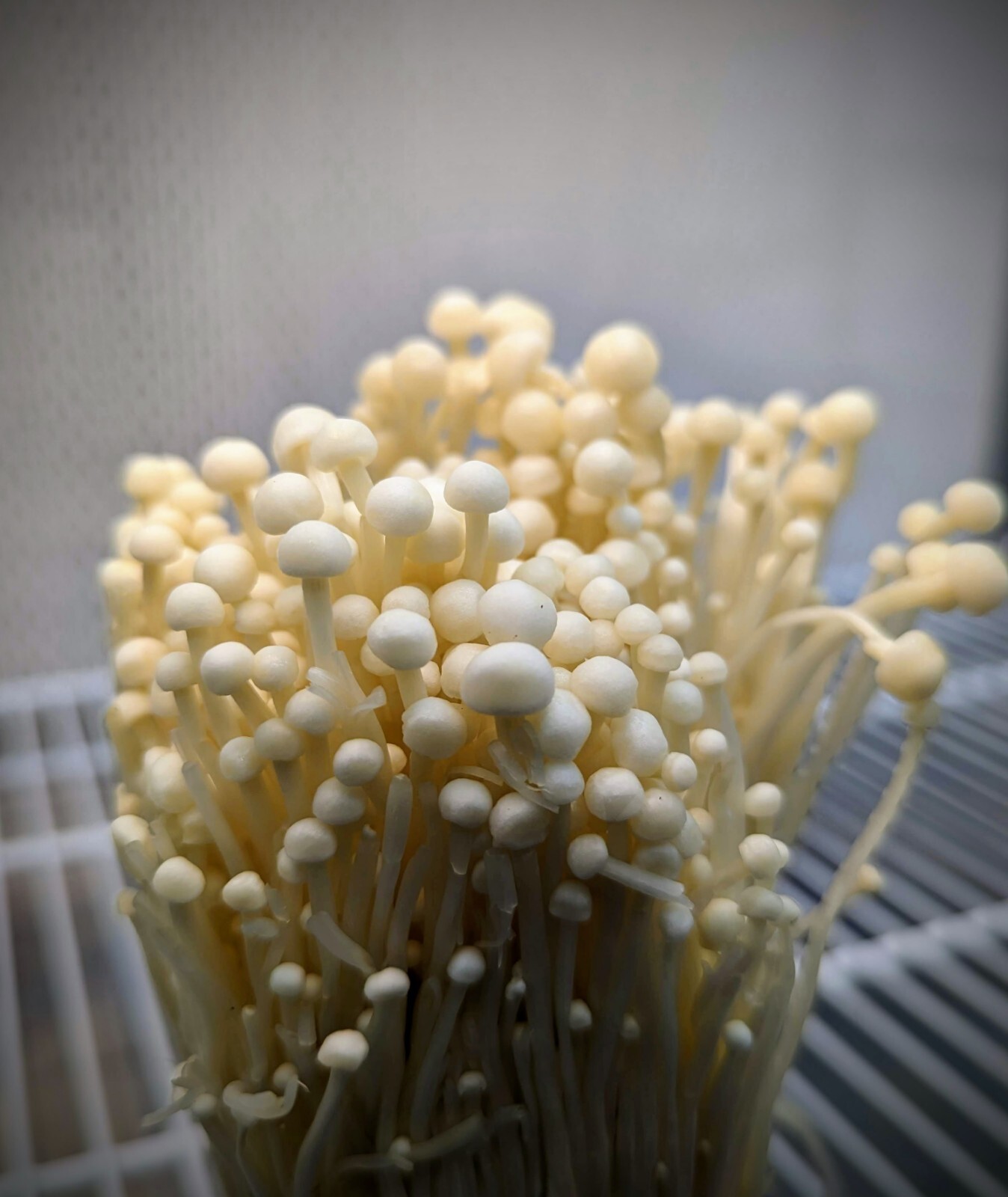 Gourmet Mushroom Culture Special! Over 180 Species Available at PrimeFungi