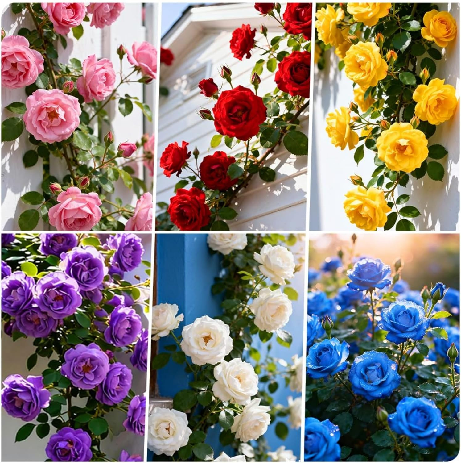 500+ Perennial Climbing Rose for Planting Bush Vine Climber Fragrant Butterfl…
