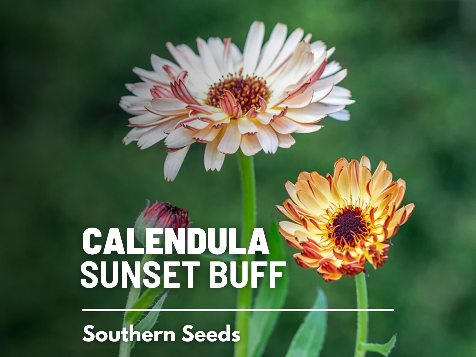 Calendula, Sunset Buff- Heirloom Medicinal Flower Seeds (Calendula officinalis)