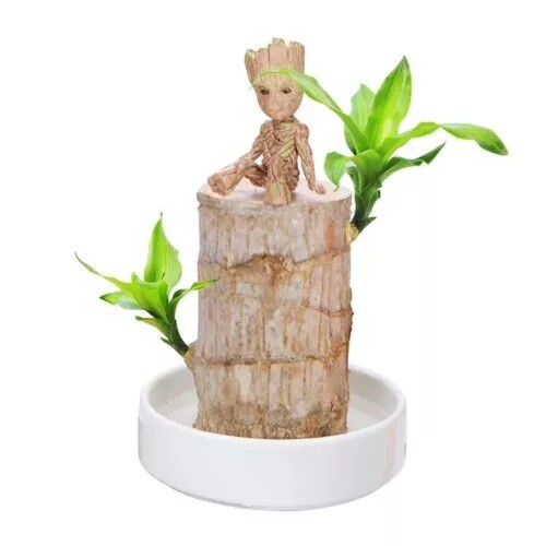 Brazilian Wood Plant Water Raise Mini Brazil Lucky Wood Potted Tree Indoor Decor