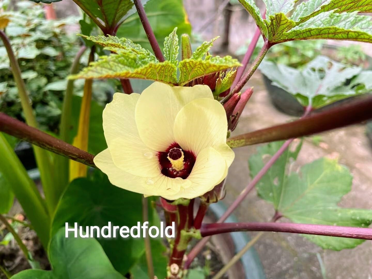 100 Organic Red Burgundy Okra Vegetable Seeds Abelmoschus esculentus Tasty Pods