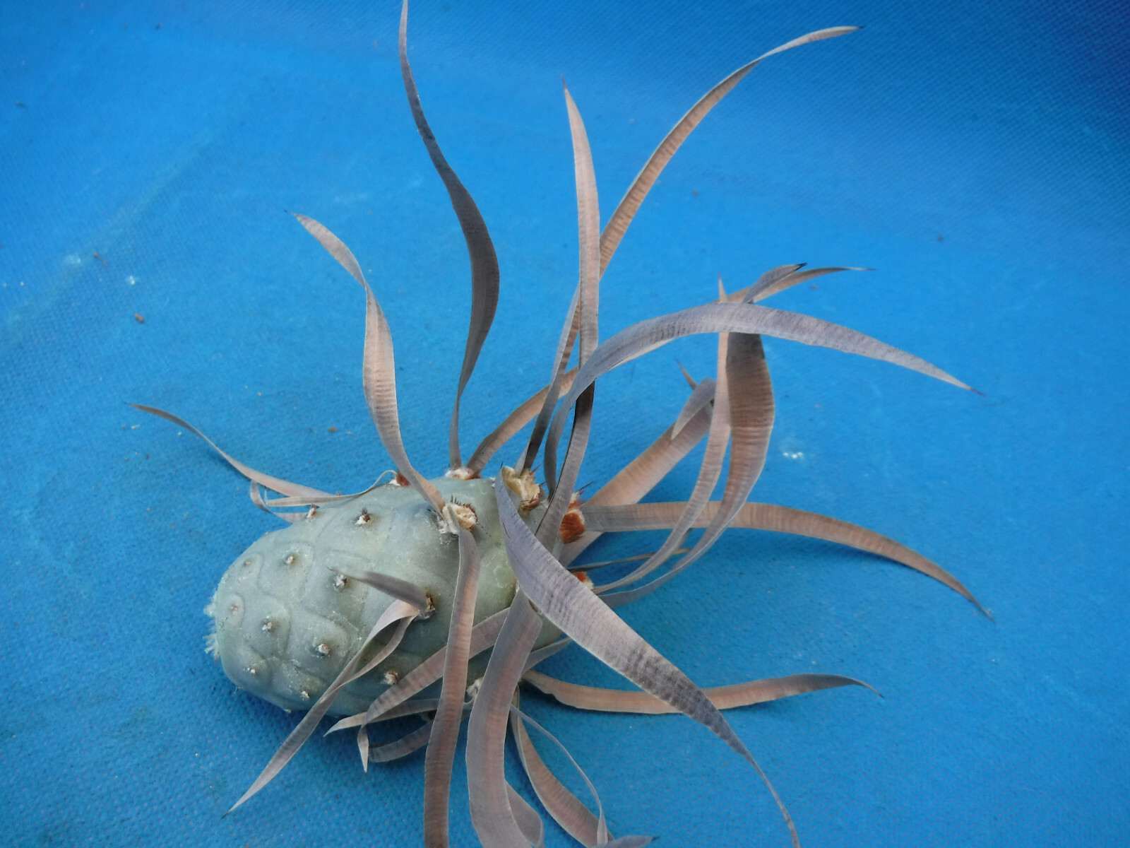 Tephrocactus articulatus “Paper Spine” LARGE BROWN SPINE CULTIVAR One Segment