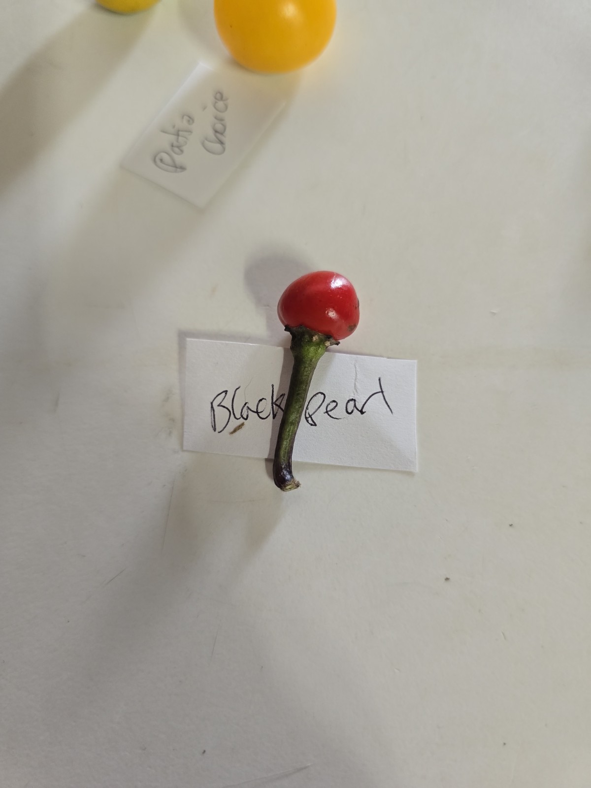 Black Pearl Hot Pepper 10 Organic Seeds *FREE SHIPPING*