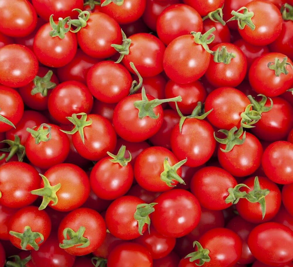 Rio Fuego Tomato Seeds | Heirloom | Non-GMO | Fresh Garden Seeds