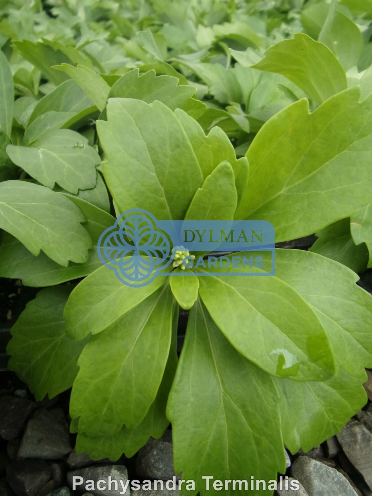 Japanese Spurge Plants (Pachysandra terminalis) Carpet Box – Multiple Sizes