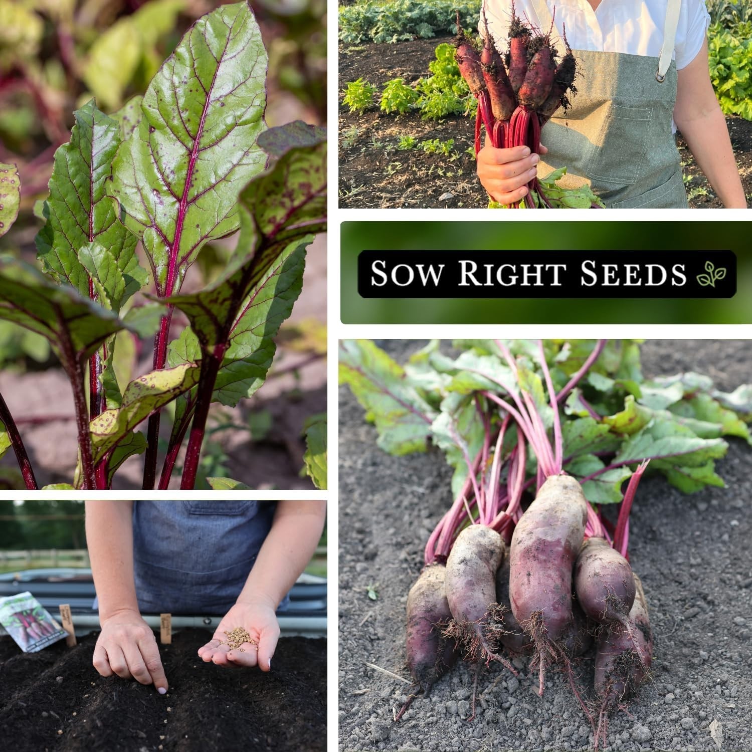 Cylindra Beet Seeds – Heirloom Seeds with Planting Instructions for Home Gardens