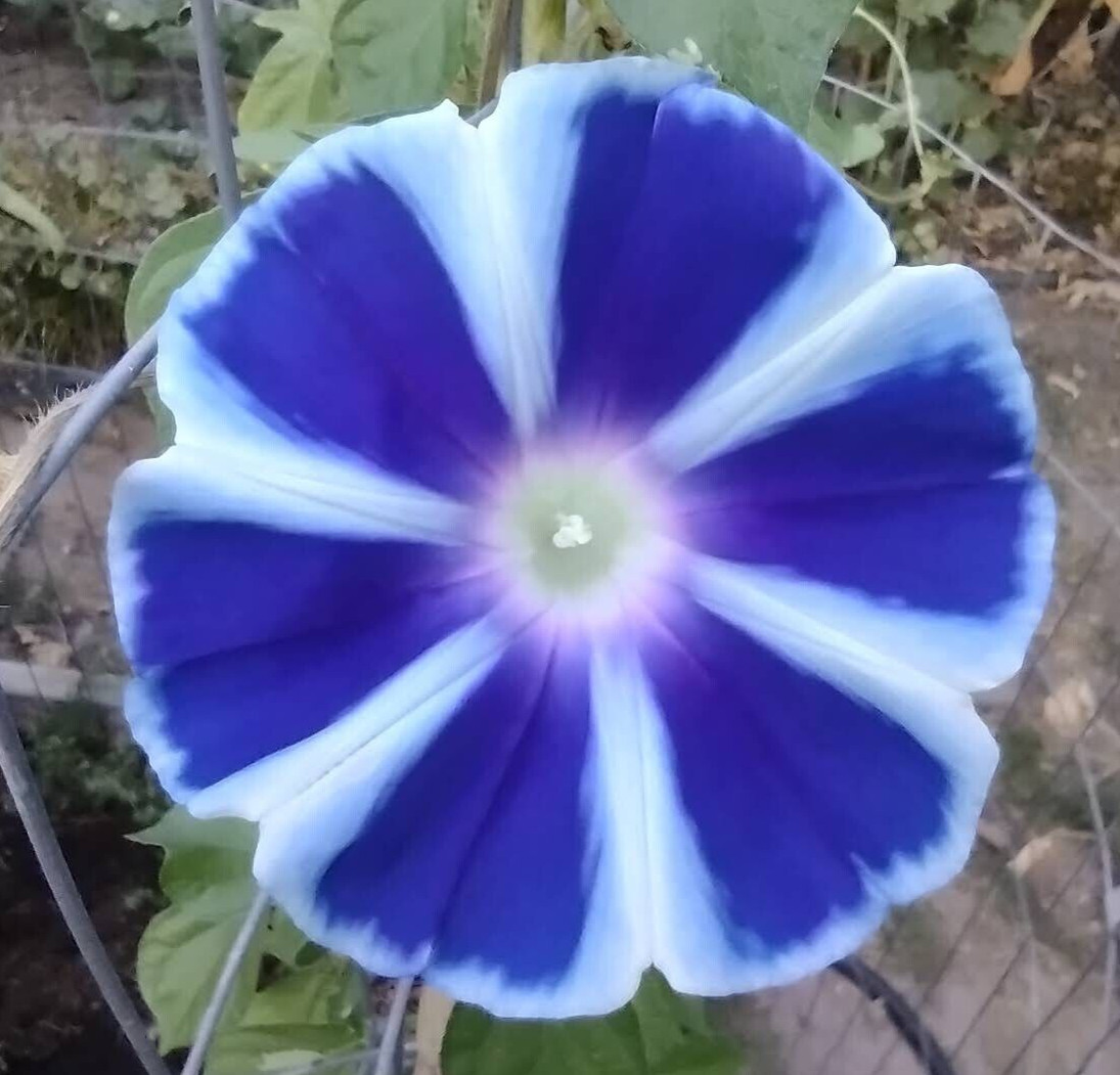 100+ Morning Glory Seeds Mystery Mix | Purple/Blue/Orange/Red/Pink/White/Striped