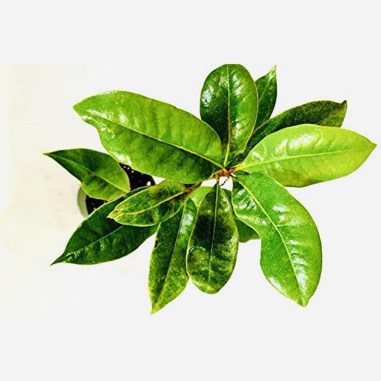 1 LIVE PLANT SOUTHERN MAGNOLIA BEST GIFT LIVE PLANT GUARANTEED