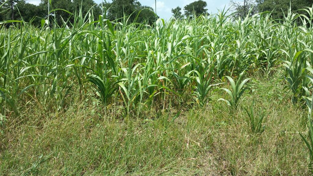 Egyptian Wheat Seed Food Plot Excellent for Quail Screening & Deer 5 Lbs. NEW