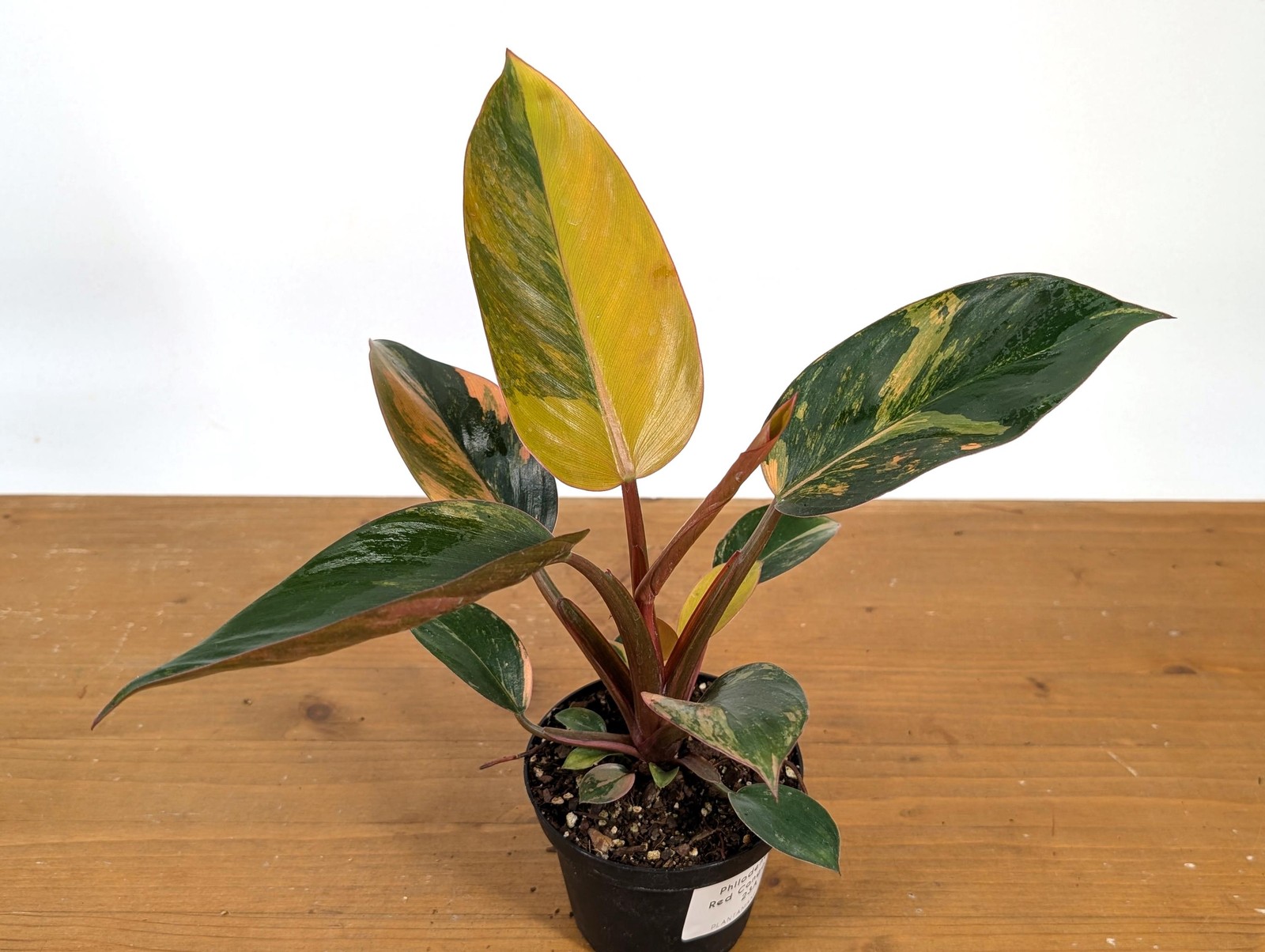 Philodendron Red Congo Variegated Plants | 4″ or 6″ pot
