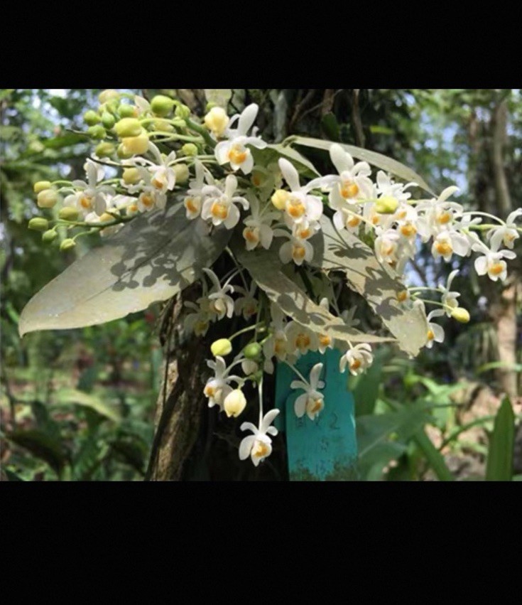 Phalaenopsis malipoensis Rare Species Fragrant Orchid Blooming Size Plant