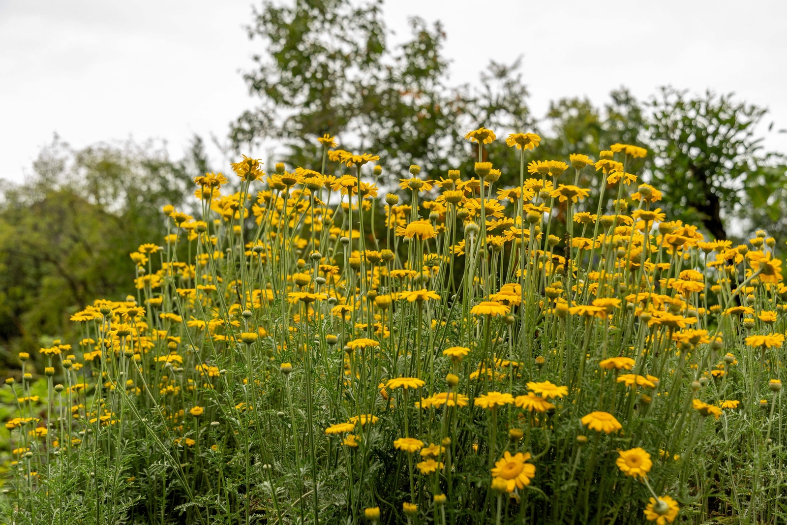 250 GOLDEN MARGUERITE DAISY Yellow Chamomile Anthemis Tinctoria Flower Seeds