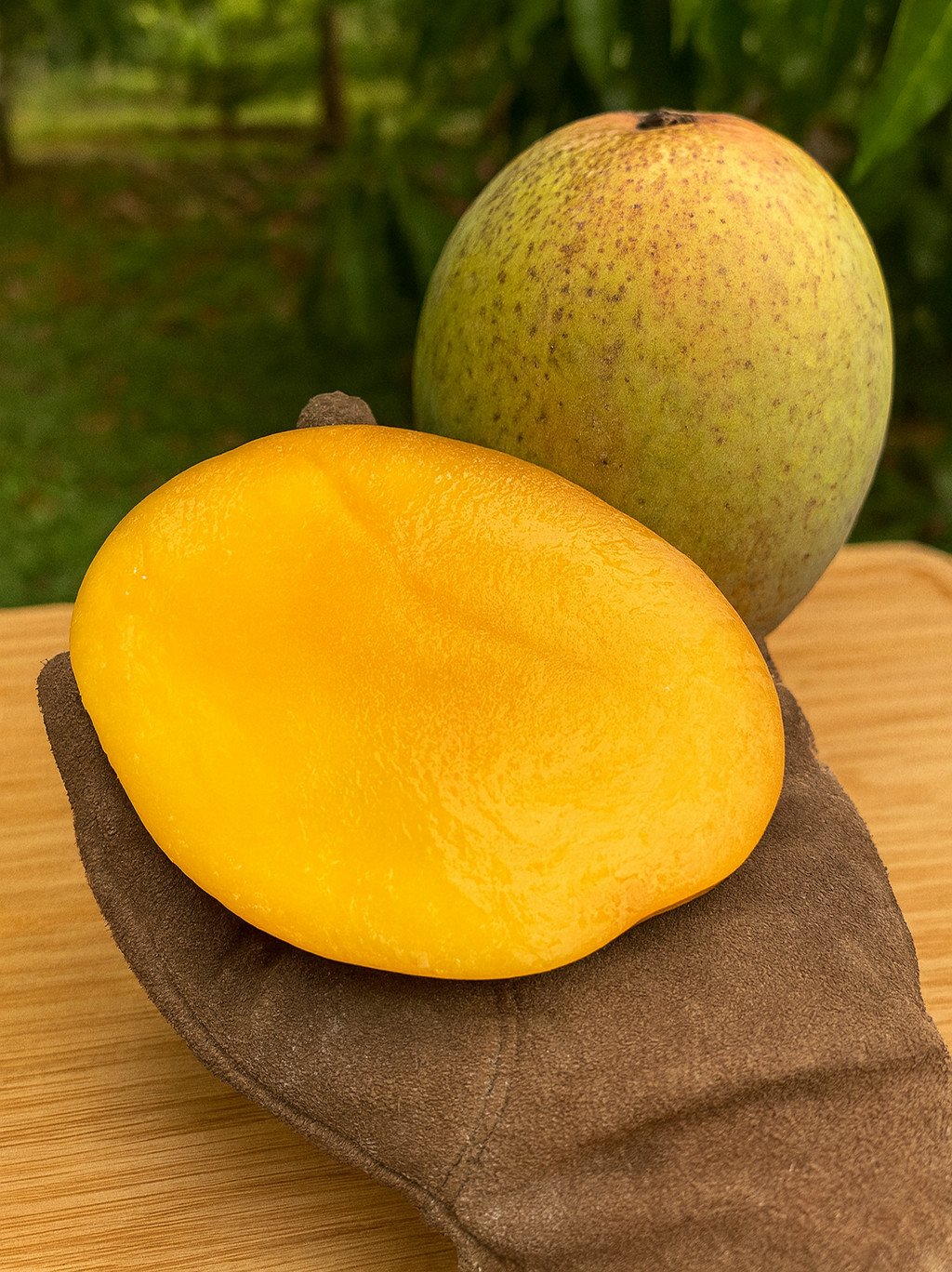 Coconut Cream Mango Tree Seedling – Live Tropical Starter Plant – Healthy Young