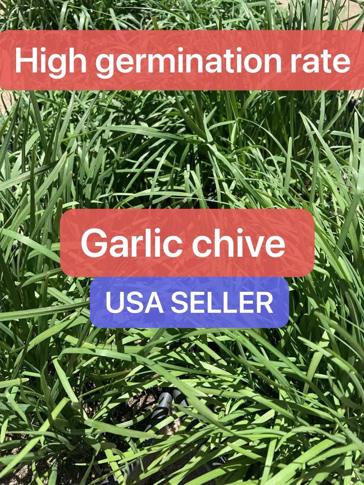 500+ CT Garlic Chives, Non-GMO, Organic, Heirloom Garden Seeds Harvested By 2025