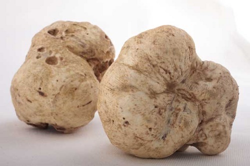 WHITE OREGON TRUFFLE mushroom spores spawn/mycelium (on dry seeds)