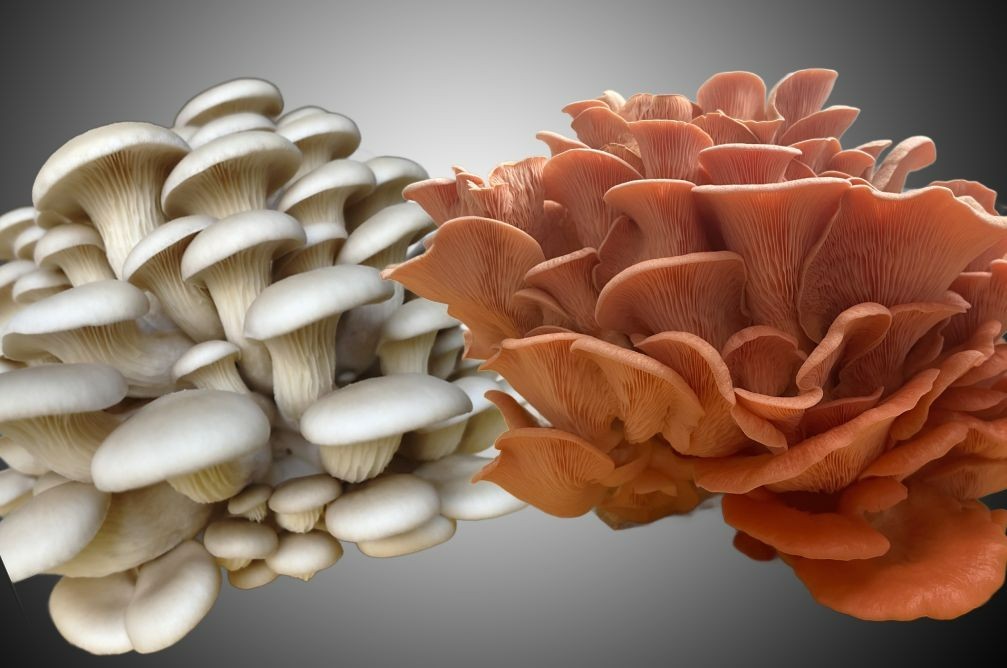 2-pack Pohu and Pink Oyster Mushroom Grow Kit, 5# blocks, ready to fruit