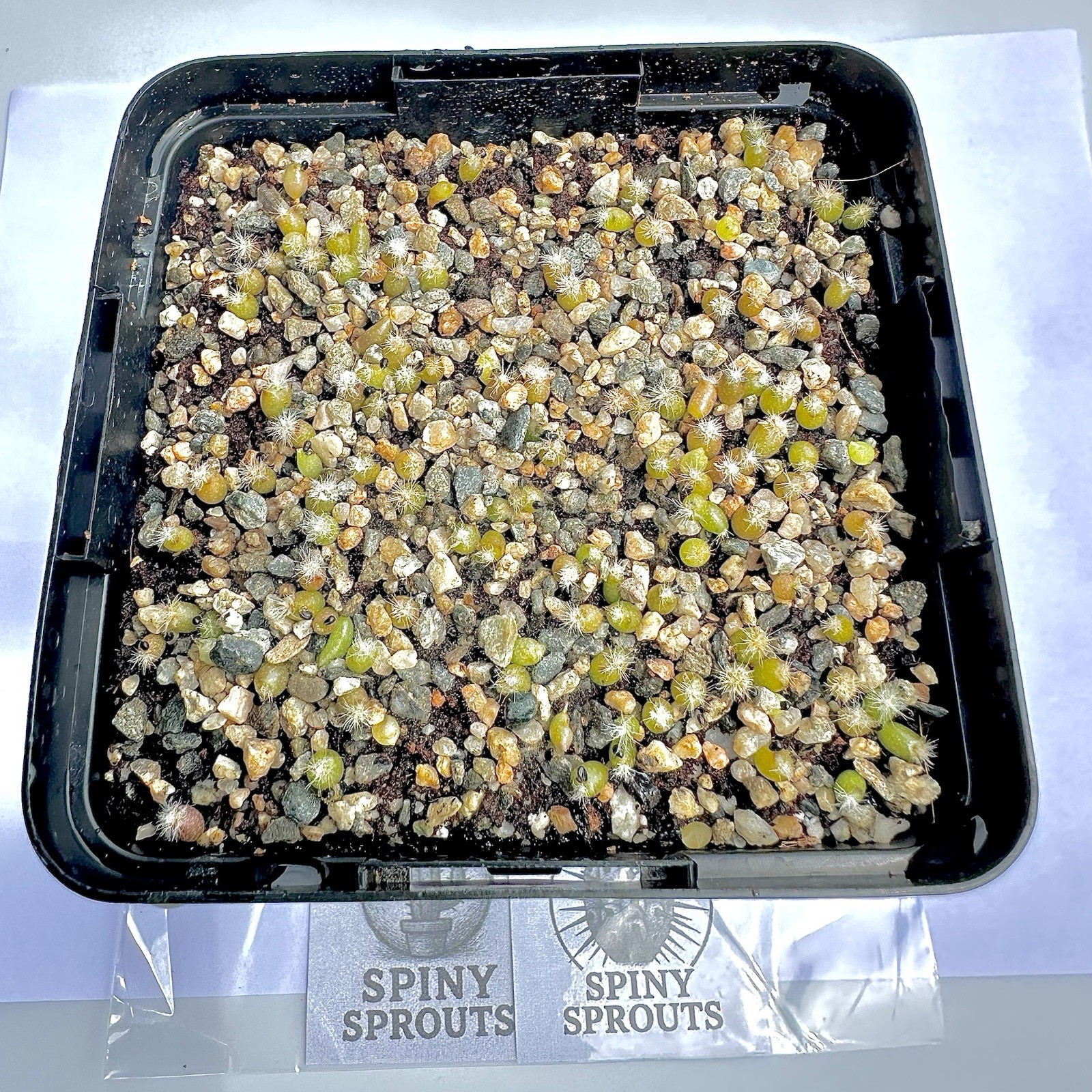 Ultra Rare SEEDS Copiapoa Cinerea v.“Melanohystrix” US SELLER LIMITED RESTOCK