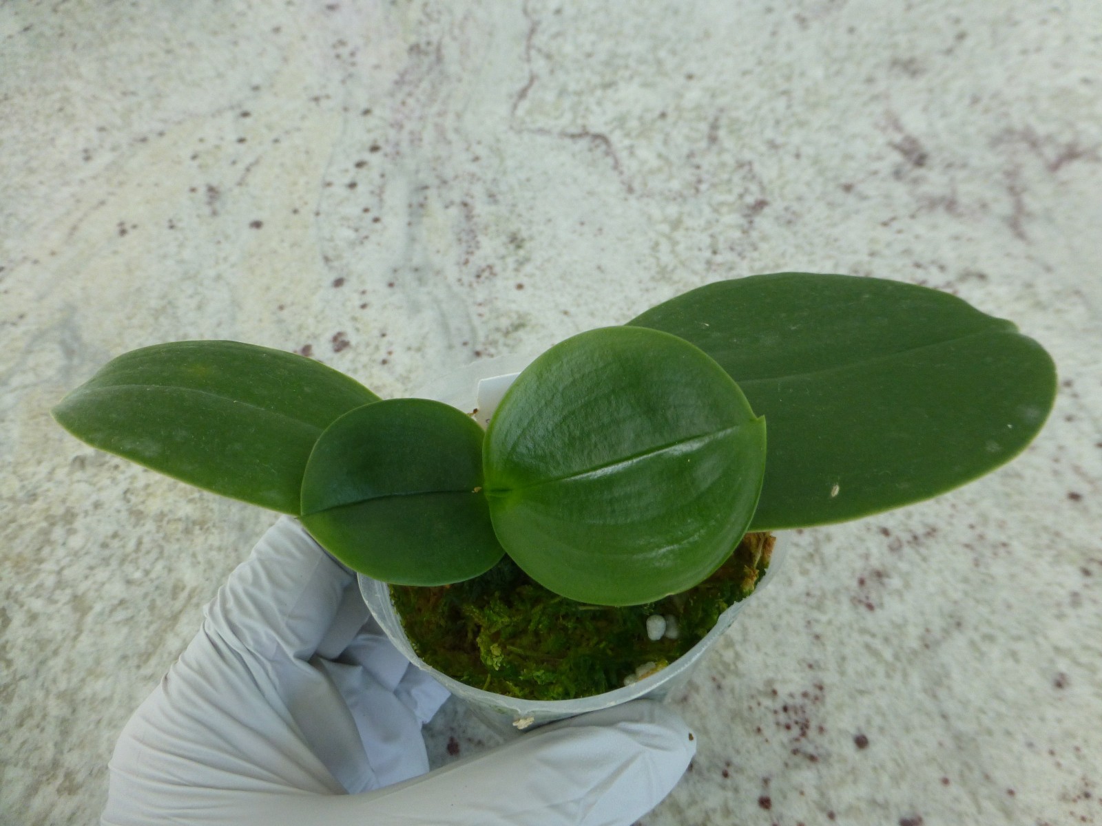 Fragrant Orchid Phalaenopsis Phal. Meidarland Kaiulani ‘Red Girl’ In 2.5″ Pot