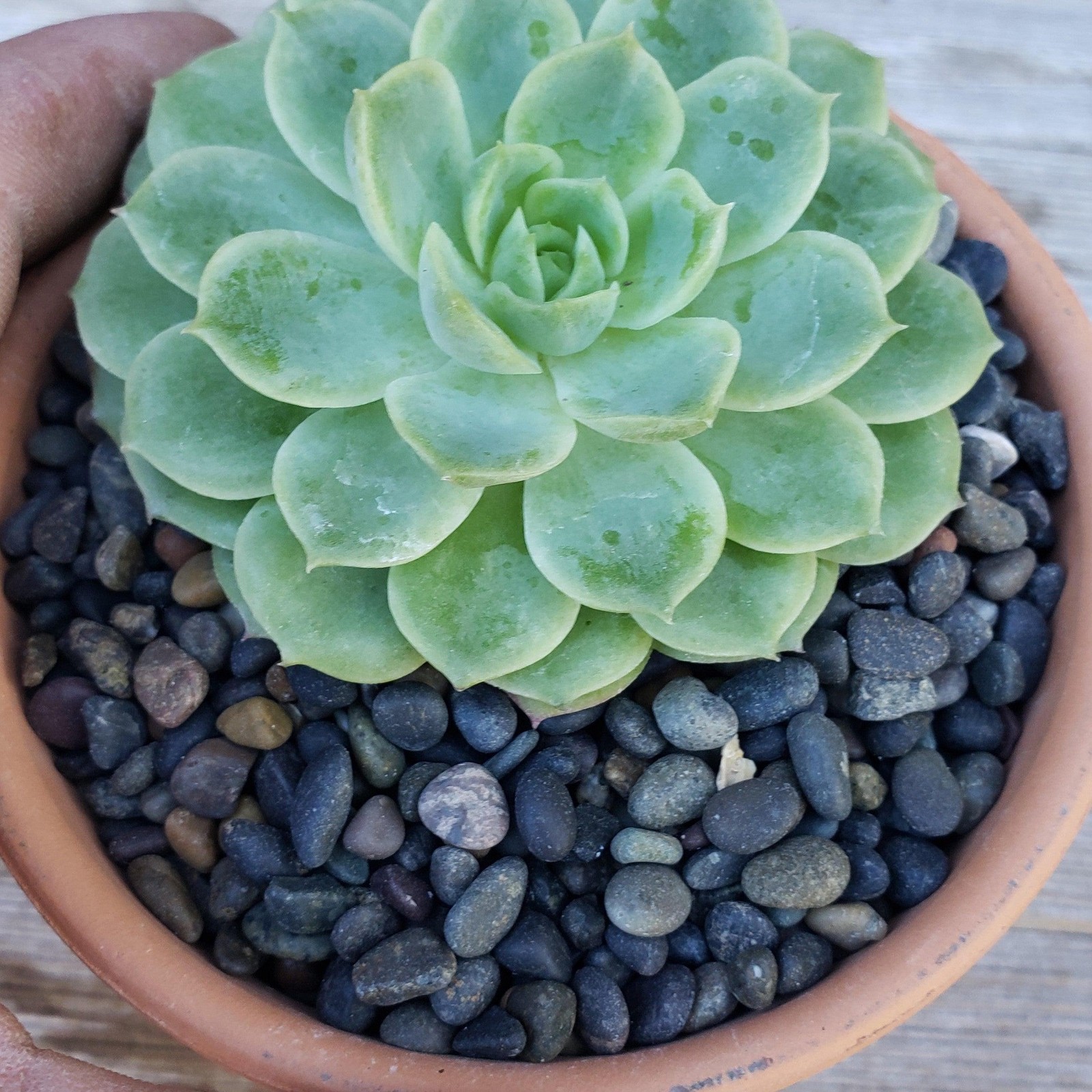1 Lb 1/4 Black Criva River Rock Cactus and Succulent Top Soil Dressing cactus Ca