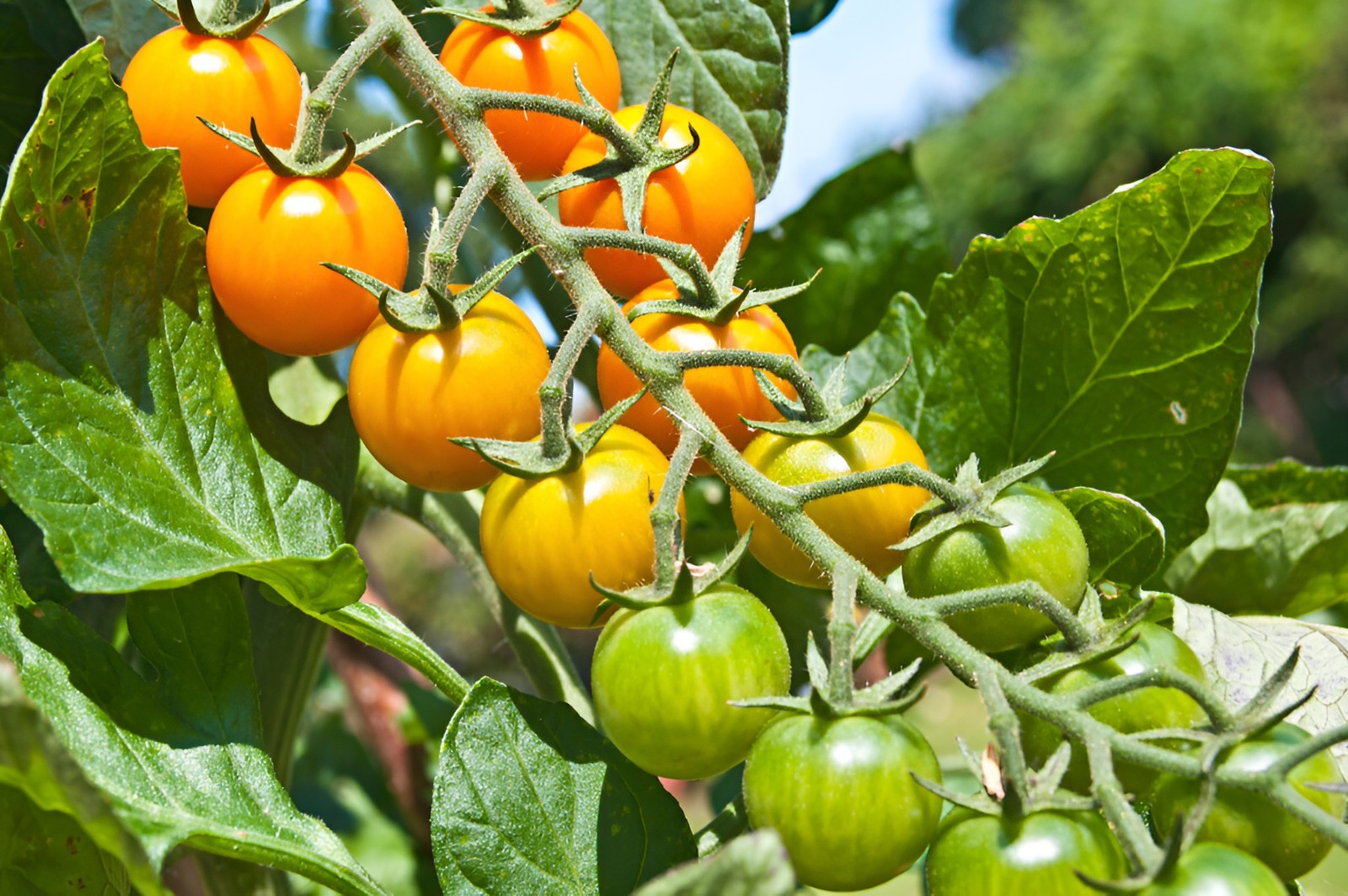 25 Honeycomb F1 Hybrid Orange Cherry Tomato Seeds Sweeter Than Sungold – NonGMO