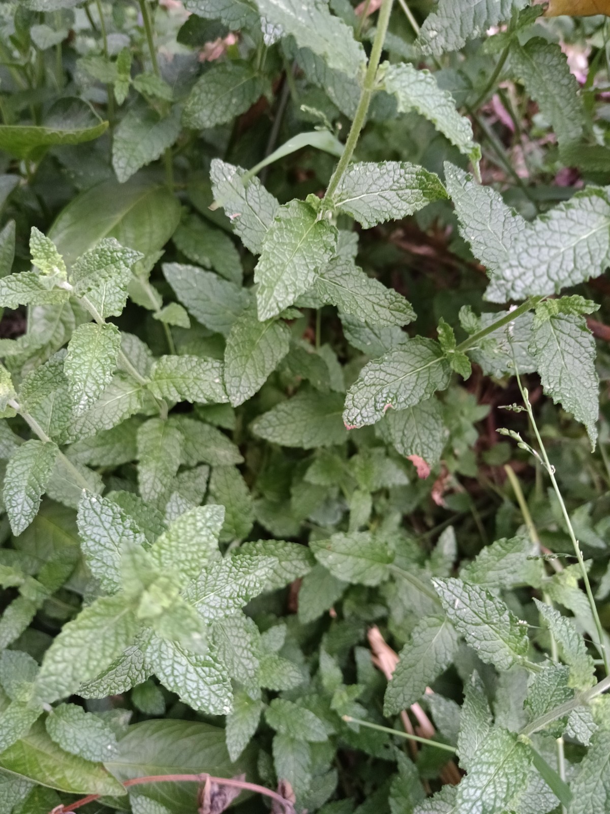 Live Strawberry Mint – 6 Cuttings (Mentha spicata) Fragrant Herb , U Root easy!
