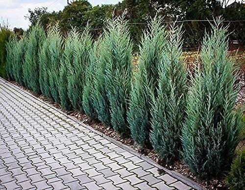 Juniper Moonglow | 4 Inch | Juniperus scopulorum | Groundcover | Erosion Control