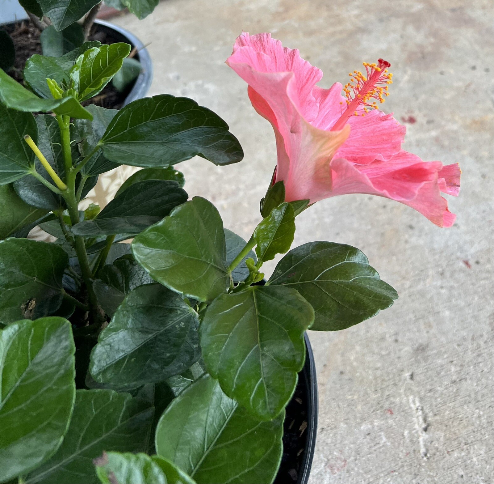 Hibiscus – First Lady