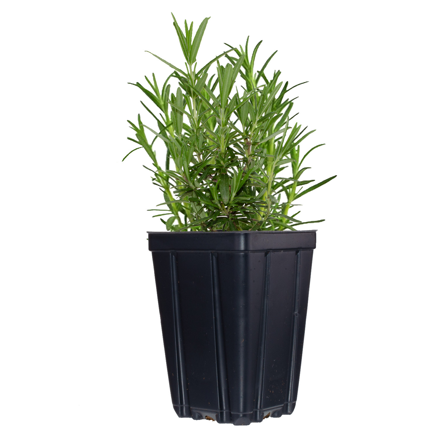 Set of 4 Herb Collection Live Plants Potted Rosemary, Thyme, Oregano, Sage