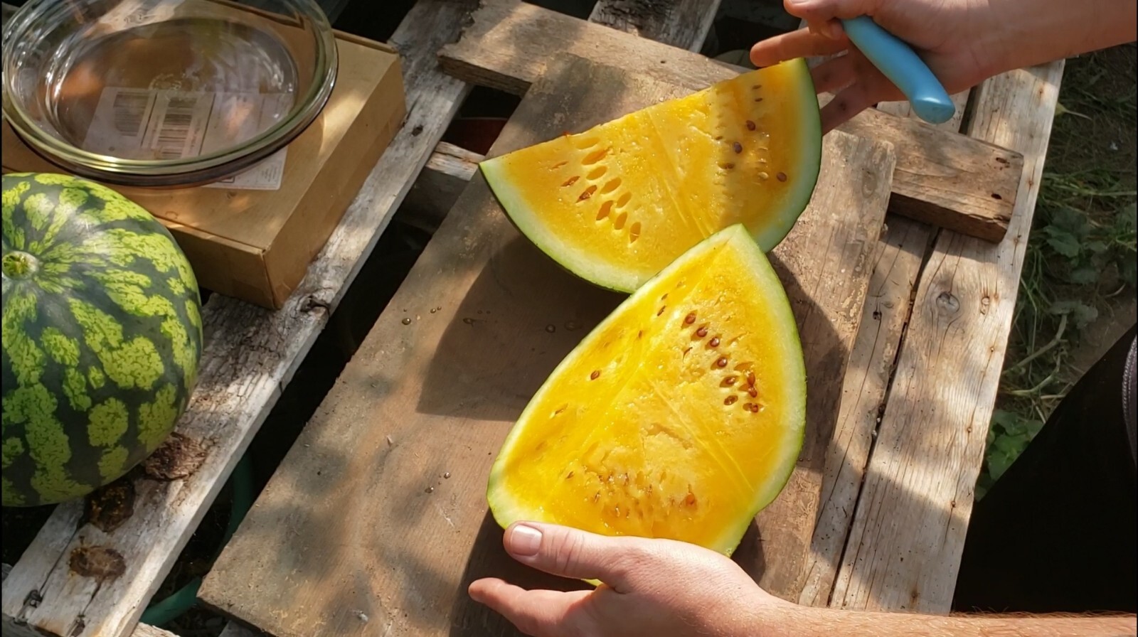 SweetGlo Orange Flesh Watermelon Seeds! Sweet Tropical Melon Flavors! -Tracking-