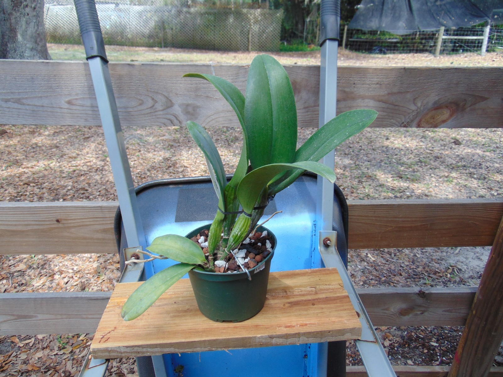 Blc. Chia Lin ‘New City’ Bloom size 6″ pot LARGE PLANT