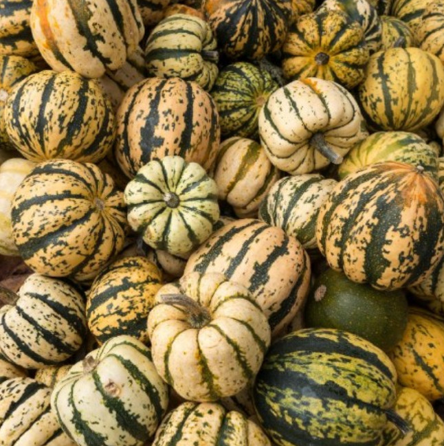 SWEET DUMPLING Winter Squash Cucurbita máxima Heirloom Non-GMO 30 Seeds
