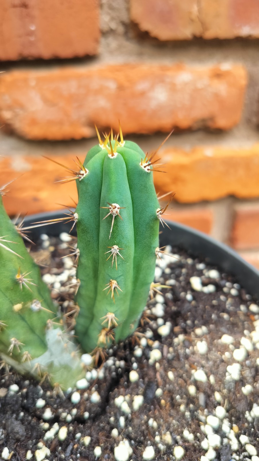 Sacred Cactus – Bridgesii Wowie Cross- Fully Rooted ( Exact Cactus)