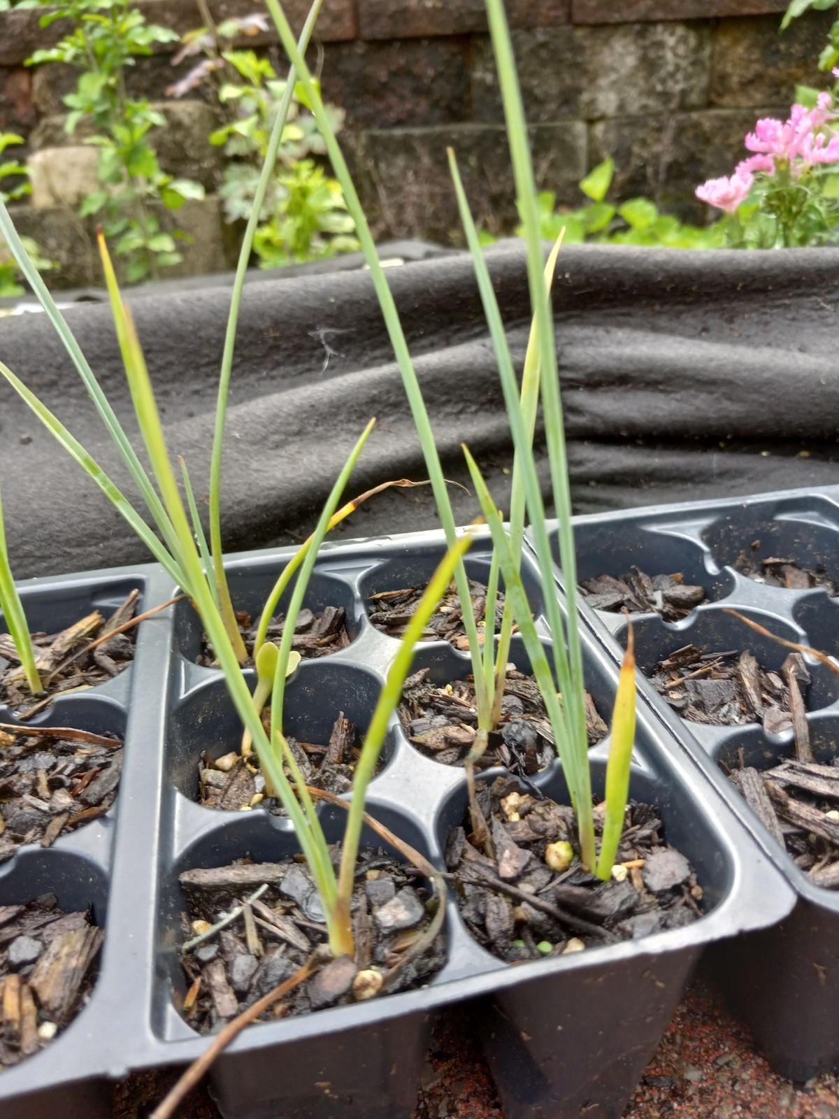 (1) 5″-8″ HIGH RED YUCCA 2 YEAR OLD SEEDLING BARE ROOT Last 5 Pics ACTUAL PLANT