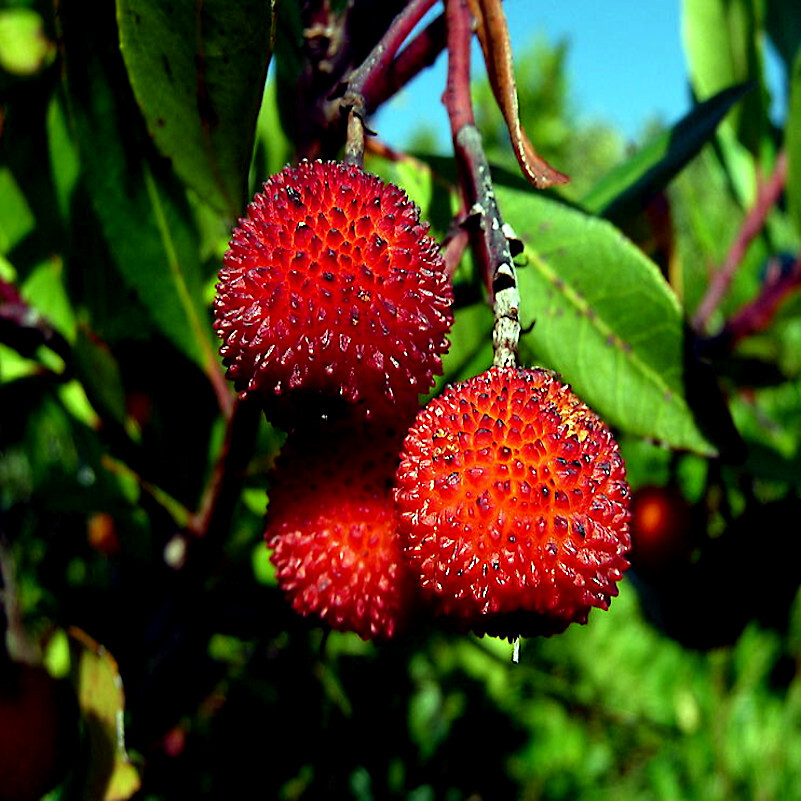 STRAWBERRY TREE SEEDS Arbutus Unedo Garden Fruit Plant Irish Killarney RARE!