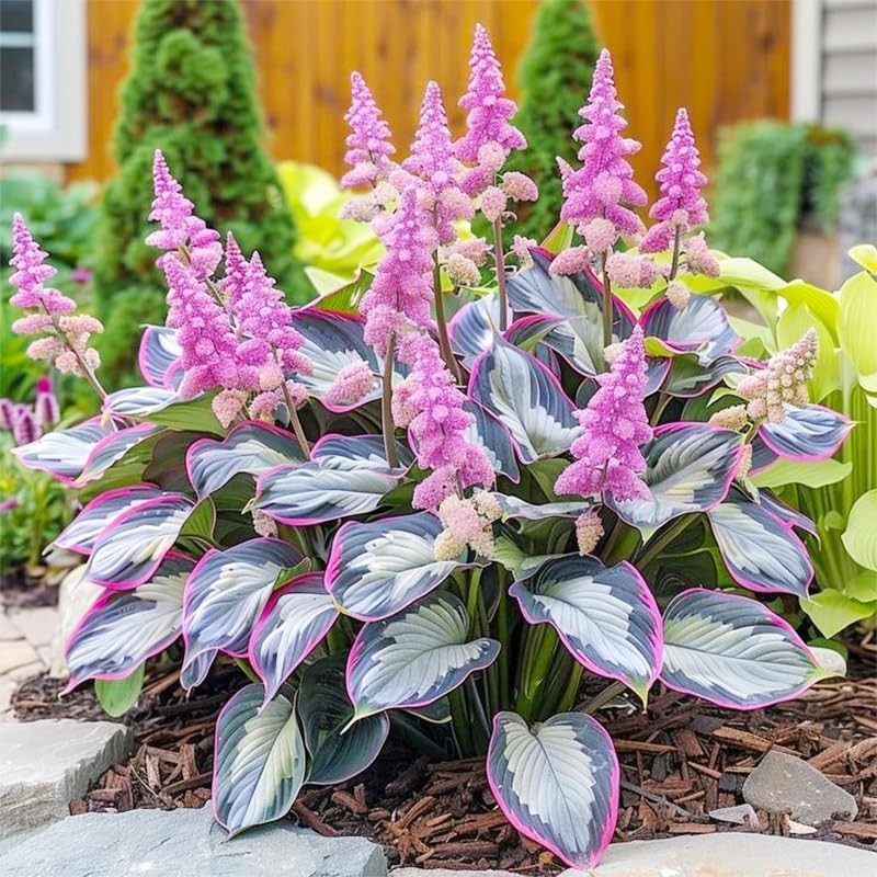 200pcs, Mixed Hosta Seeds for Planting Hosta Plant Seeds Moderate Drought