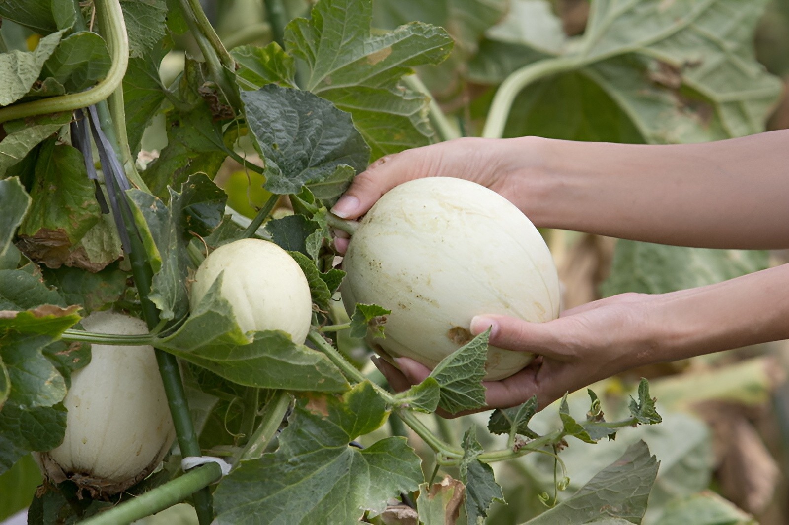 40 Premium Heirloom Green Flesh Honeydew Melon Seeds – Super Sweet&Tart